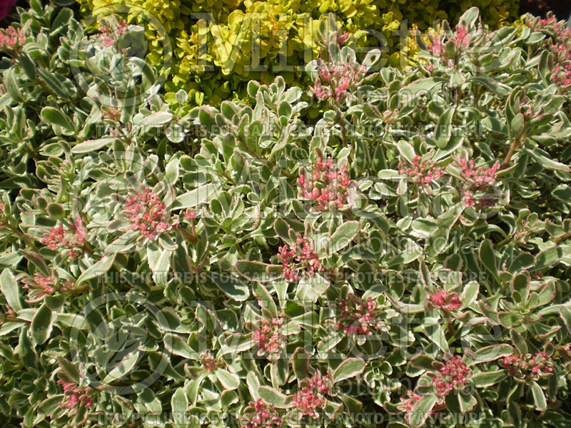 Sedum Tricolor (Stonecrop) 4