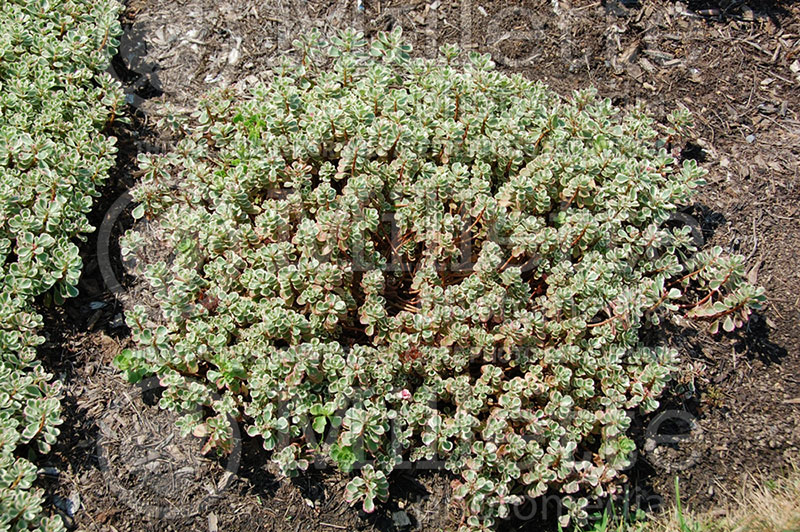 Sedum Tricolor (Stonecrop) 1