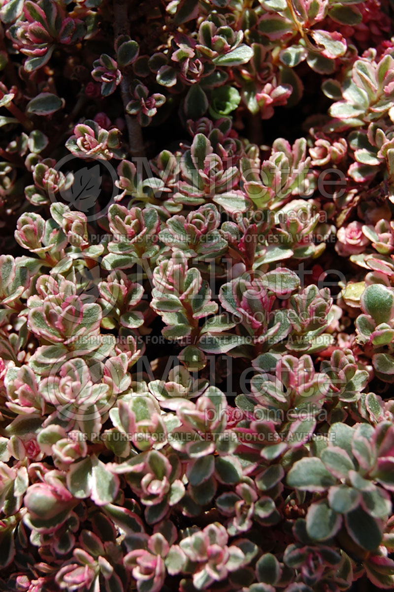 Sedum Tricolor (Stonecrop) 5