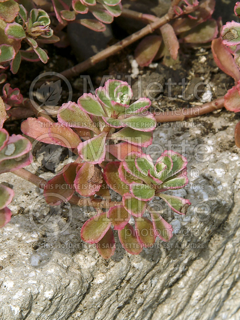 Sedum Tricolor (Stonecrop) 9 