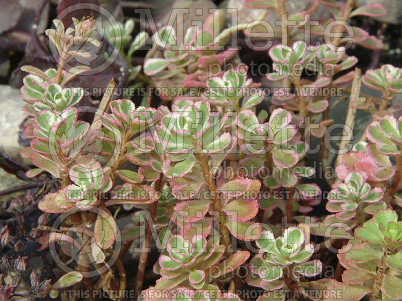 Sedum Tricolor (Stonecrop) 10 