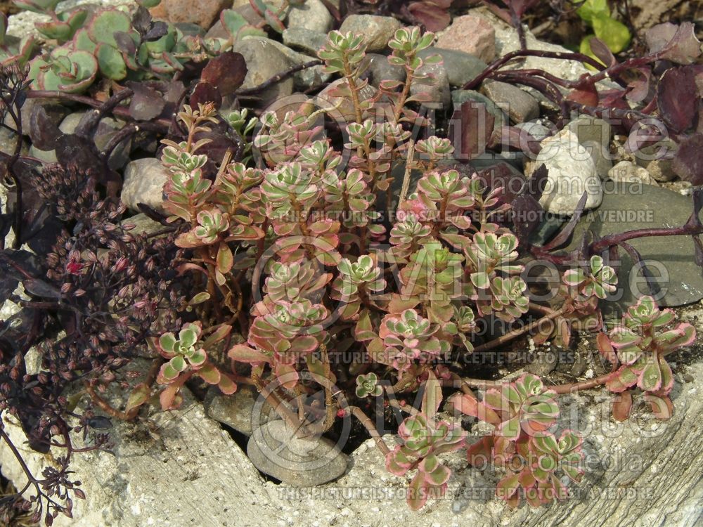 Sedum Tricolor (Stonecrop) 11 