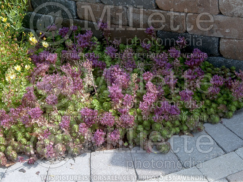 Sedum Voodoo (Stonecrop) 3 