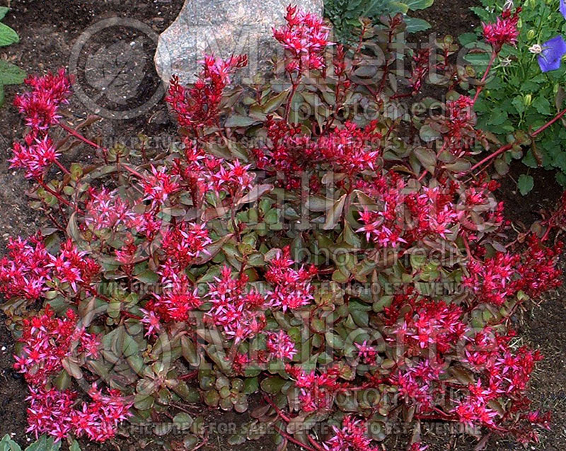 Sedum Voodoo (Stonecrop) 1 