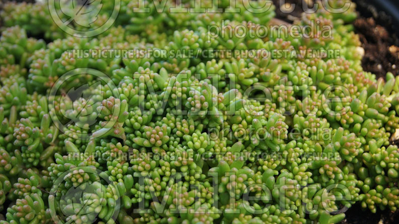 Sedum Stefco (Stonecrop) 1 