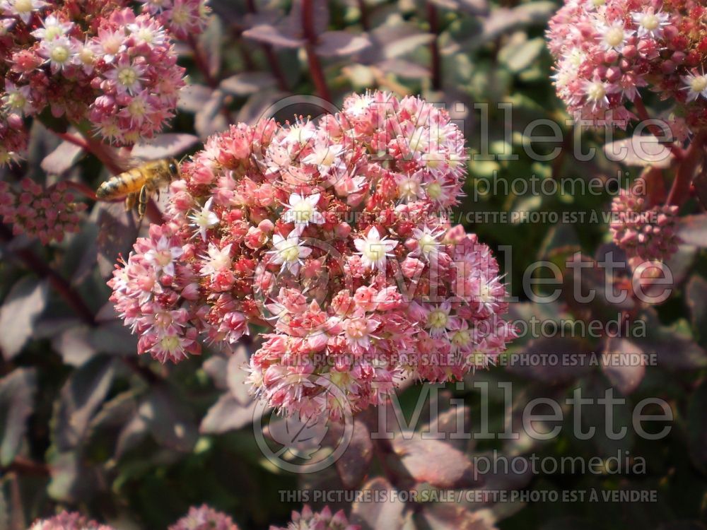 Sedum Strawberries and Cream (Stonecrop) 1 