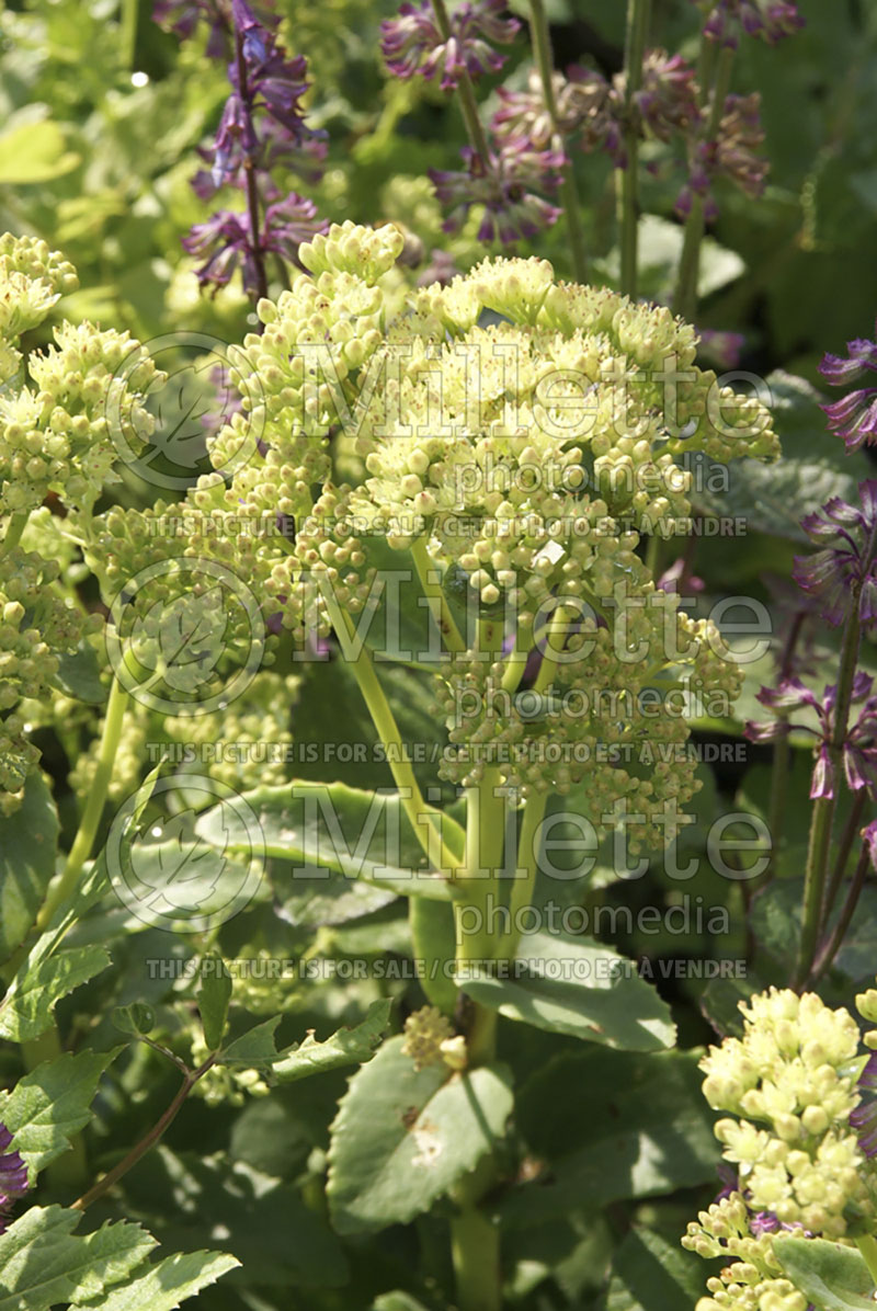 Sedum Sunkissed (Stonecrop) 1 