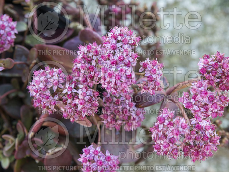 Sedum SunSparkler Cherry Tart (Stonecrop) 3 