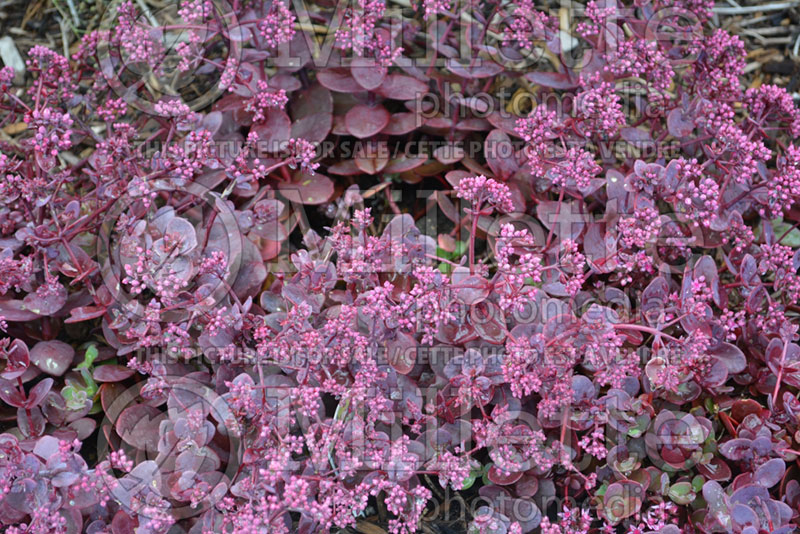 Sedum SunSparkler Cherry Tart (Stonecrop) 1 