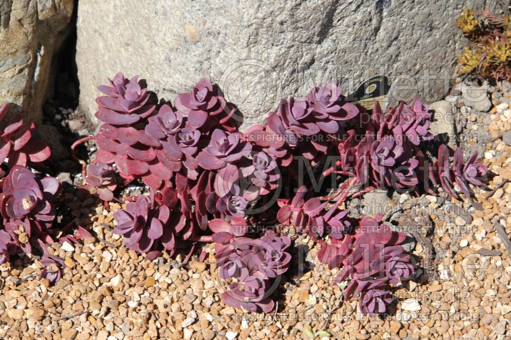 Sedum SunSparkler Cherry Tart (Stonecrop) 5 