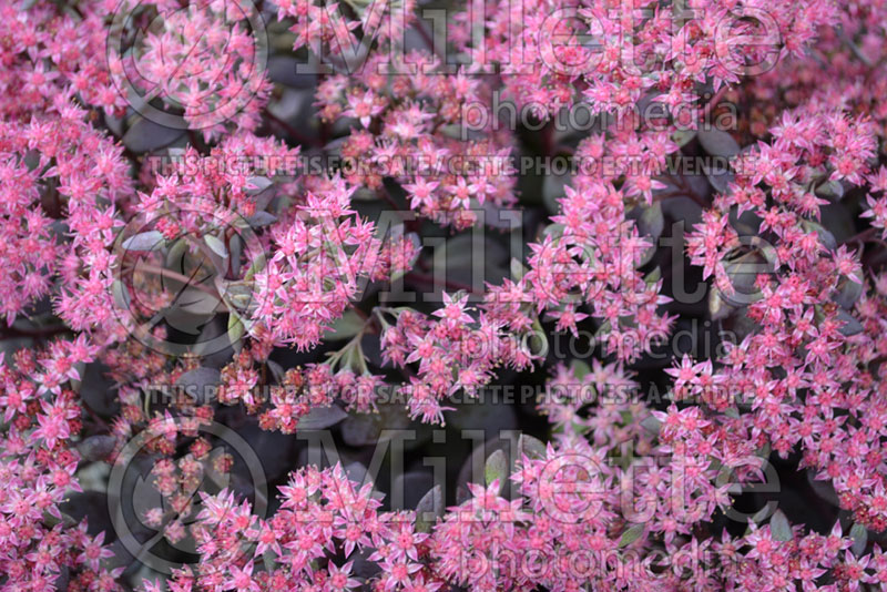 Sedum SunSparkler Dazzleberry (Stonecrop) 2 