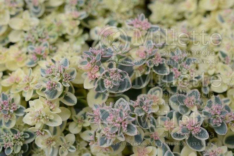 Sedum Sunsparkler Lime Twister (Stonecrop cactus) 1 