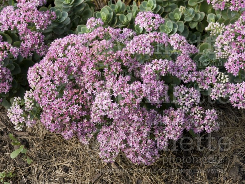 Sedum SunSparkler Lime Zinger (Stonecrop) 2 