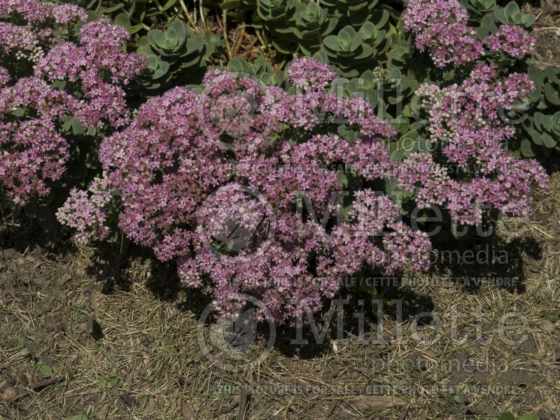 Sedum SunSparkler Lime Zinger (Stonecrop) 3 