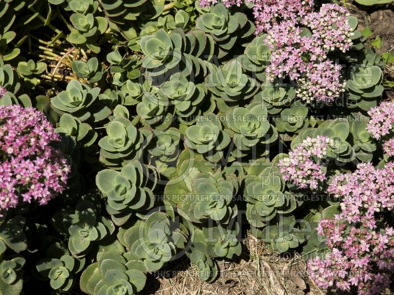 Sedum SunSparkler Lime Zinger (Stonecrop) 5 