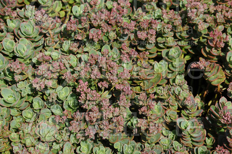 Sedum SunSparkler Lime Zinger (Stonecrop) 1 