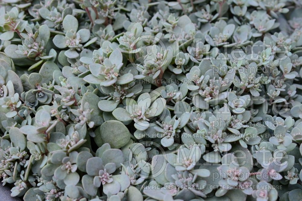 Sedum SunSparkler Sedoro Blue Elf (Stonecrop) 2 