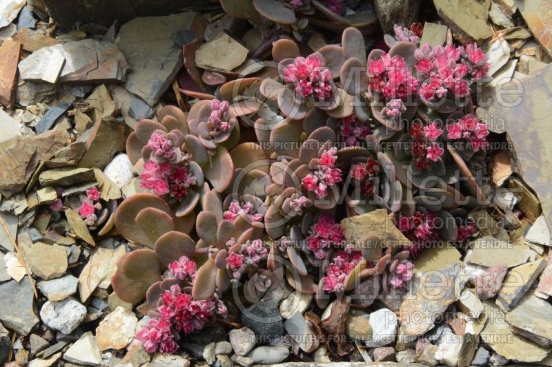 Sedum SunSparkler Sedoro Blue Elf (Stonecrop) 1 