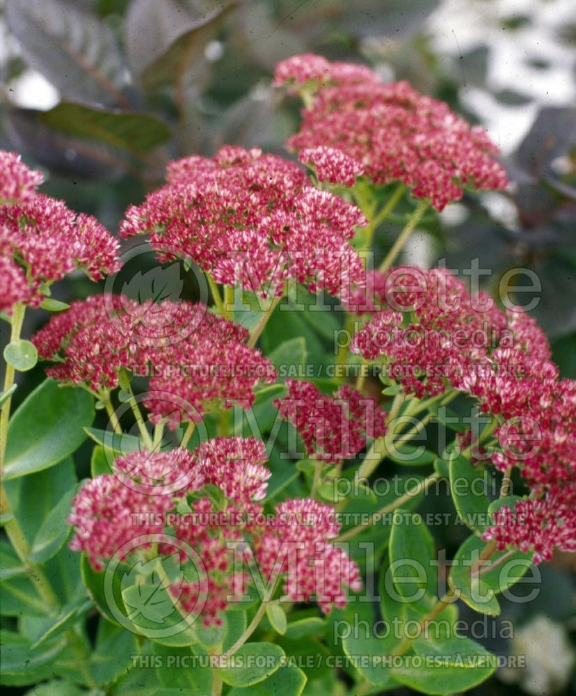 Hylotelephium aka Sedum Autumn Joy aka Herbstfreude (Stonecrop) 1 