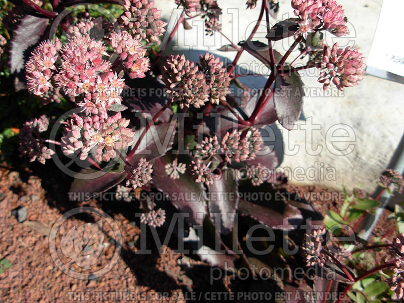 Sedum Bonbon (Stonecrop) 2