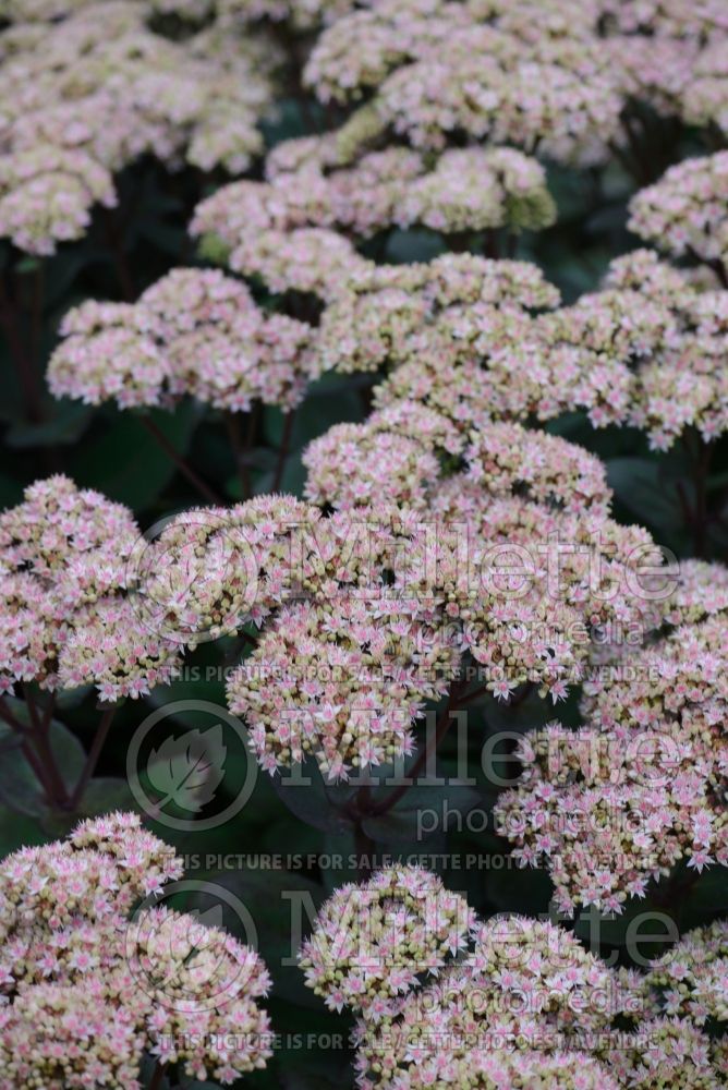 Sedum Matrona (Stonecrop) 6