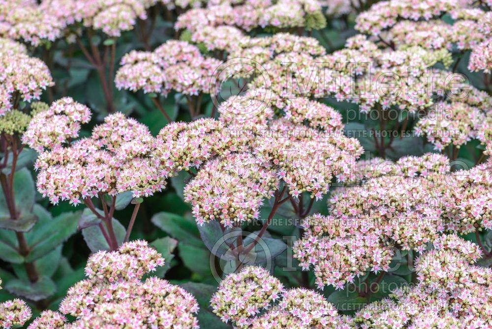 Sedum Matrona (Stonecrop) 5