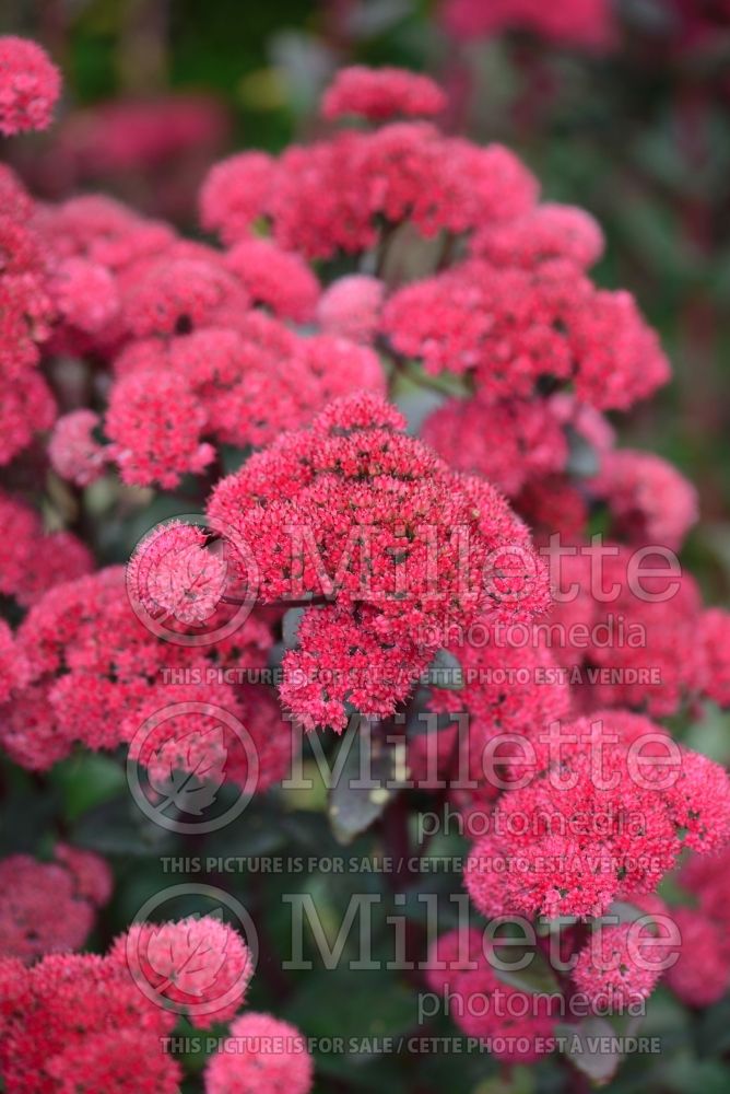 Hylotelephium aka Sedum Red Cauli (Stonecrop) 3 