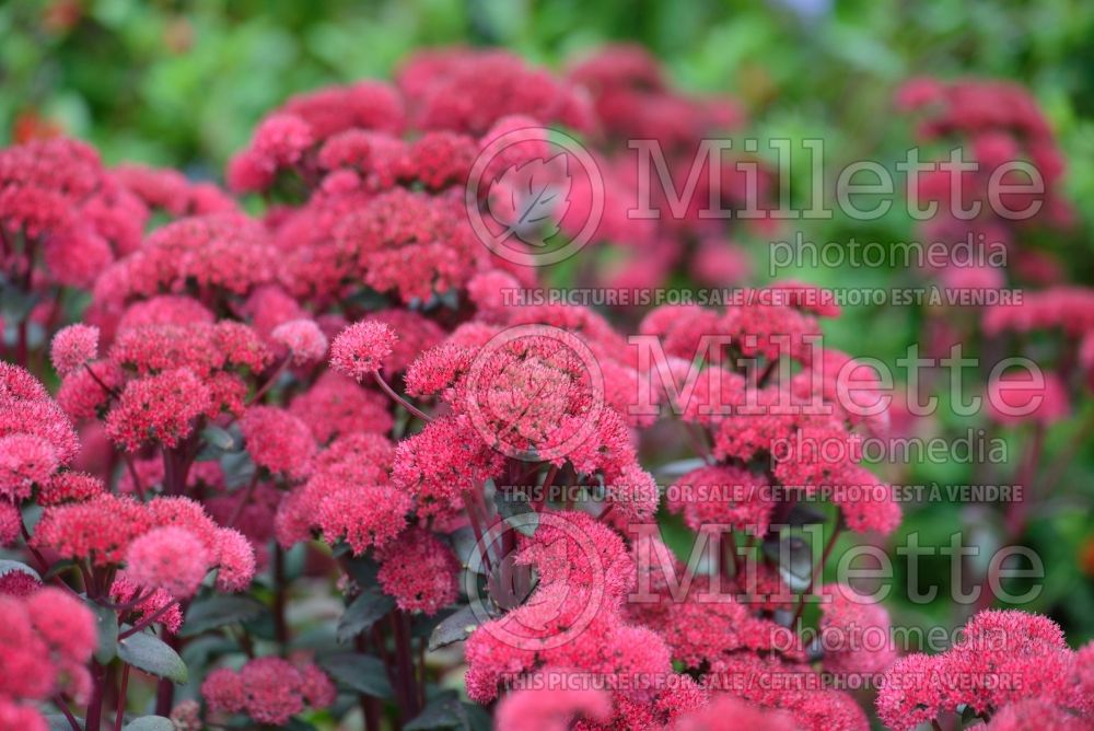 Hylotelephium aka Sedum Red Cauli (Stonecrop) 2 