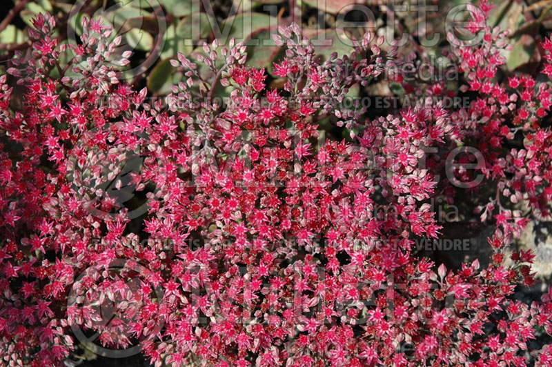 Sedum Sunset Cloud (Stonecrop) 1 