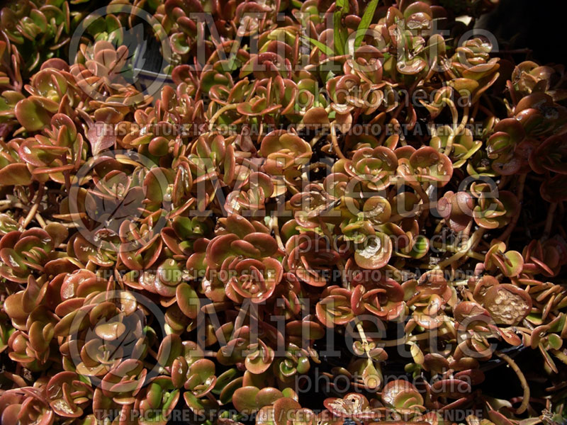 Sedum Coral Reef Stonecrop) 1 