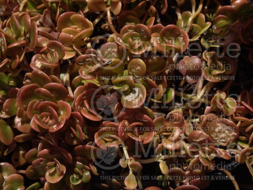 Sedum Coral Reef Stonecrop) 2 