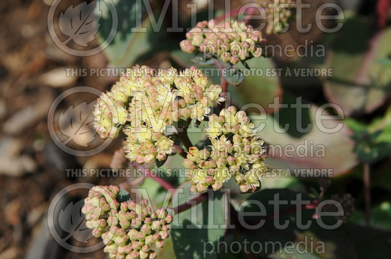 Sedum Touchdown Flame (Stonecrop) 1 