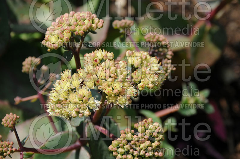 Sedum Touchdown Flame (Stonecrop) 2 