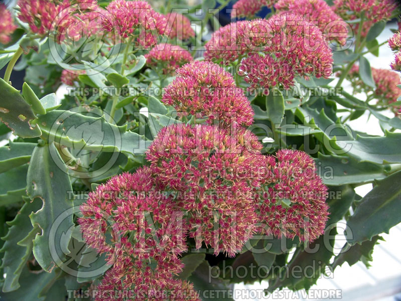 Sedum T Rex (Stonecrop) 4 