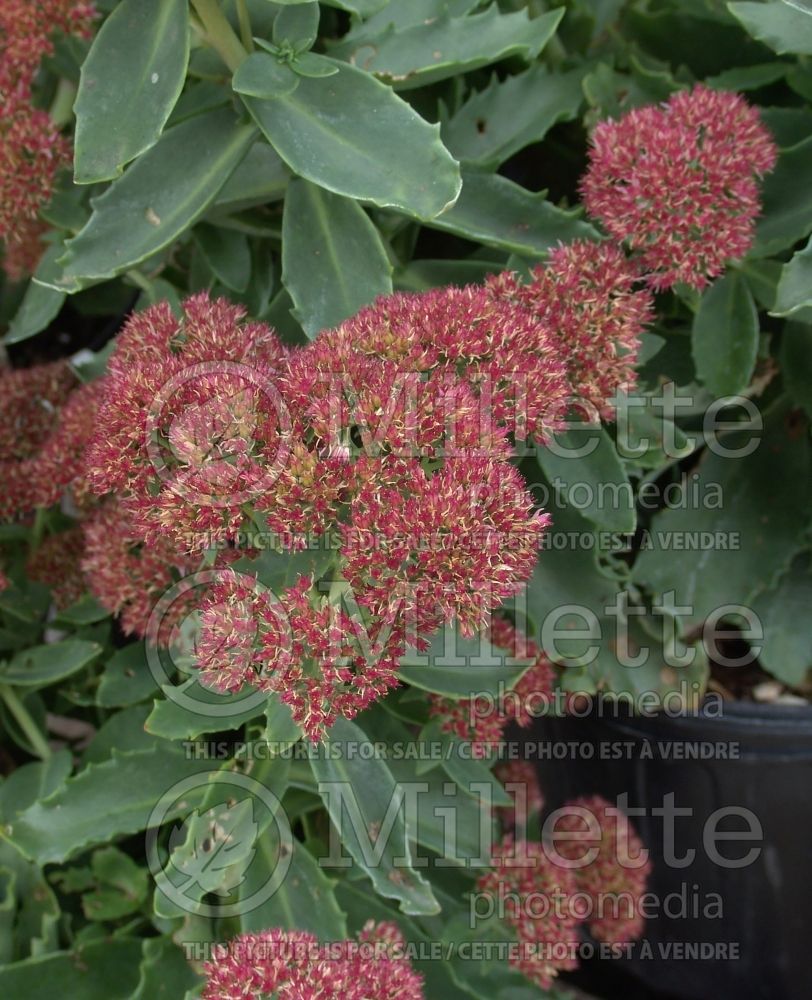 Sedum T Rex (Stonecrop) 2 