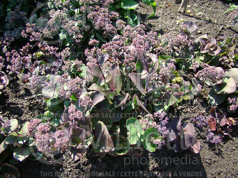 Sedum or Hylotelephium Turkish Delight (Stonecrop)  3