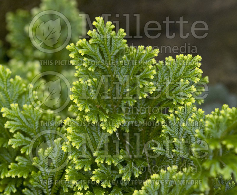 Selaginella Gold Tips (Club moss) 1