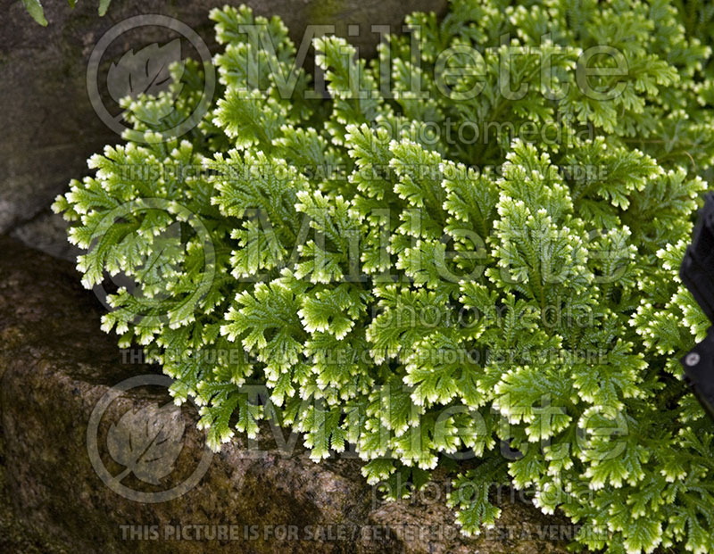 Selaginella Frosty (Club moss) 1