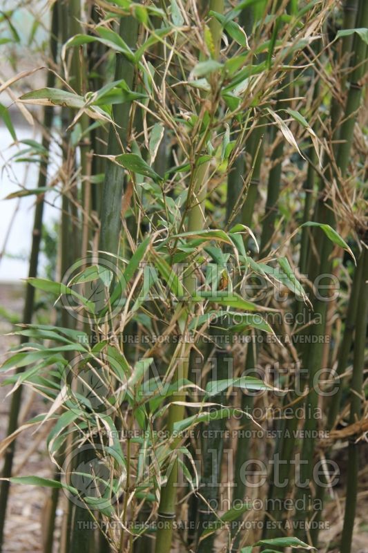 Semiarundinaria fastuosa (Bamboo) 1  