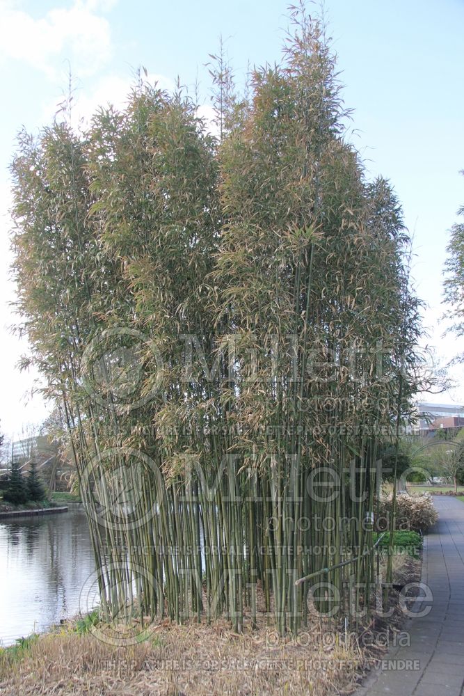 Semiarundinaria fastuosa (Bamboo) 2  