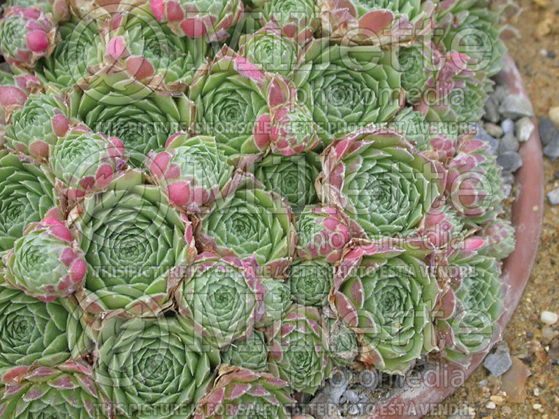 Sempervivium atlanticum (Cobweb Houseleek)  