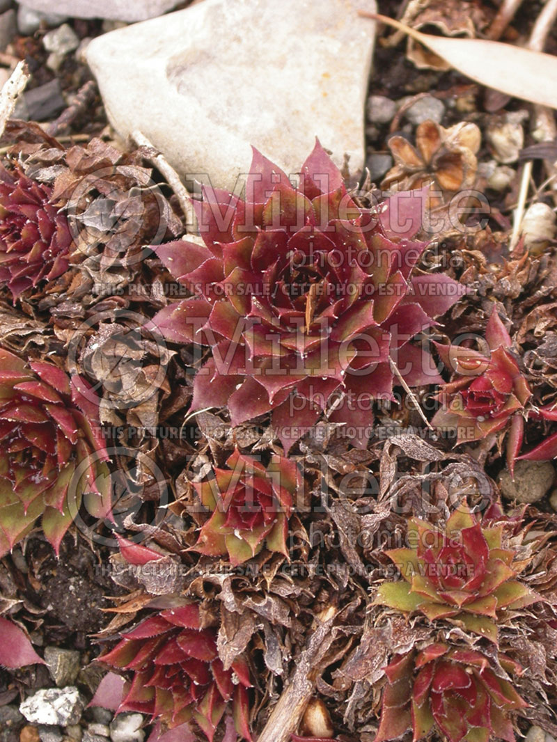 Sempervivum Royal Ruby (Cobweb Houseleek)  1