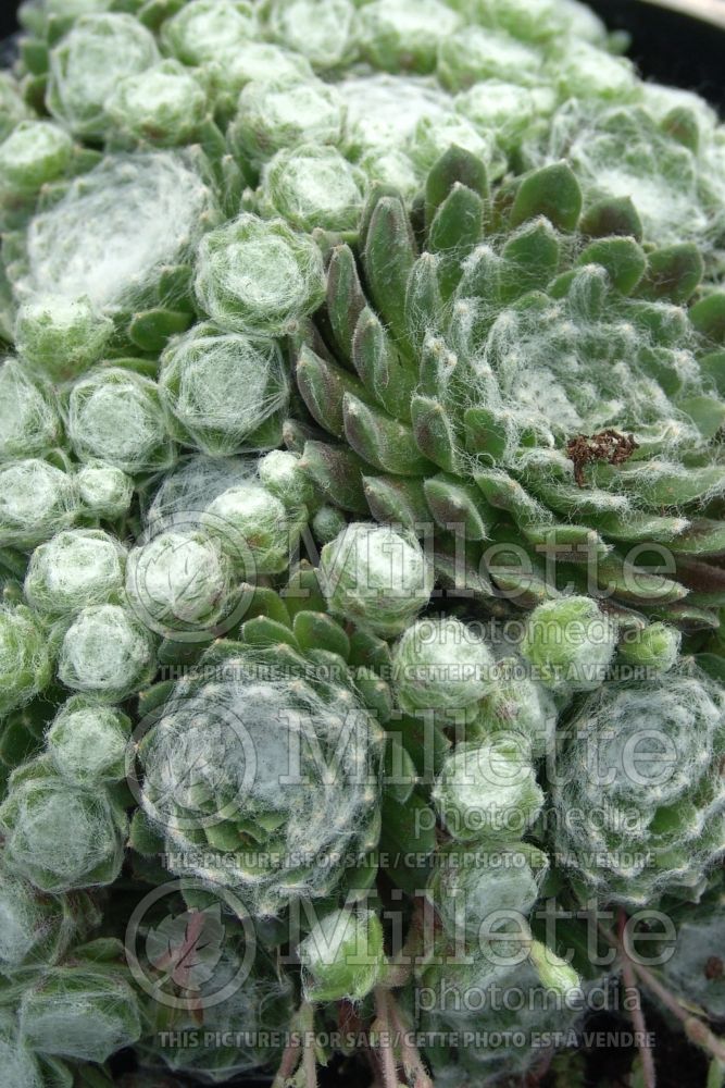 Sempervivum Cobweb (Cobweb Houseleek) 2