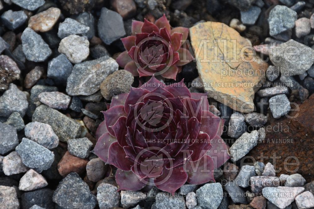 Sempervivum Chick Charms Giants Copper Canyon (Houseleeks Hen and Chicks) 1 