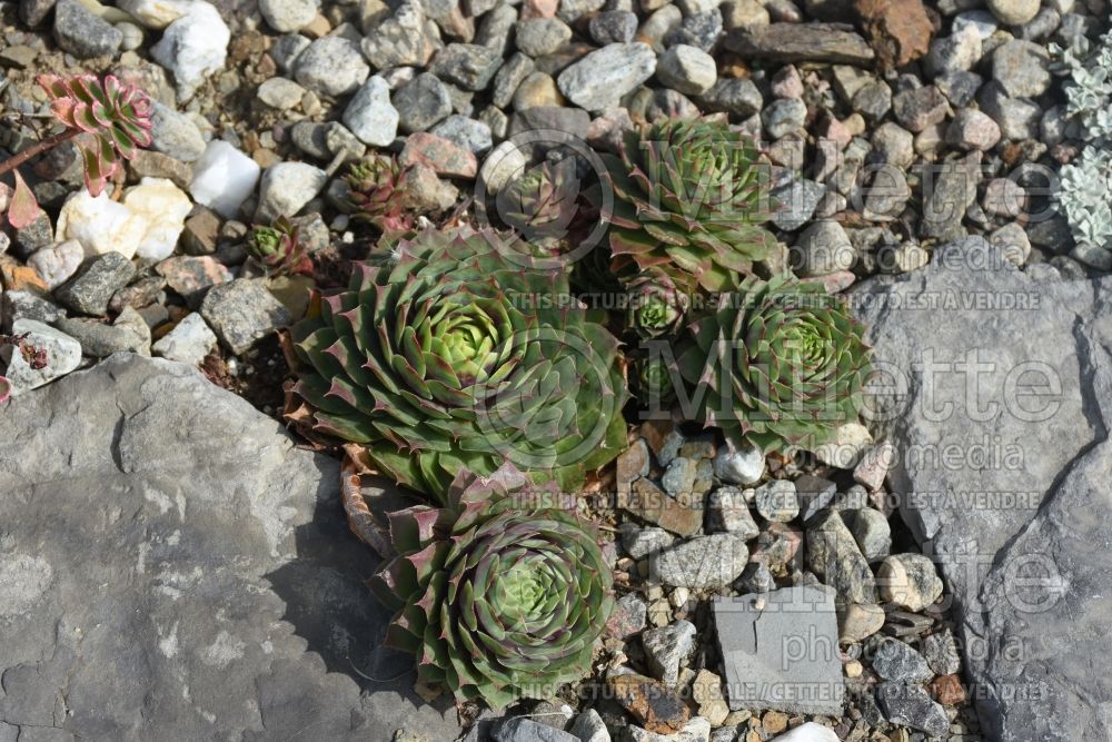 Sempervivum Chick Charms Gold Crown (Houseleeks Hen and Chicks) 2 