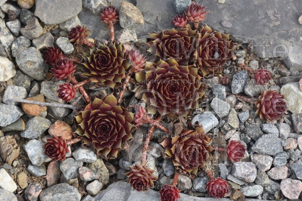 Sempervivum City of Korspel (Houseleeks Hen and Chicks) 1 