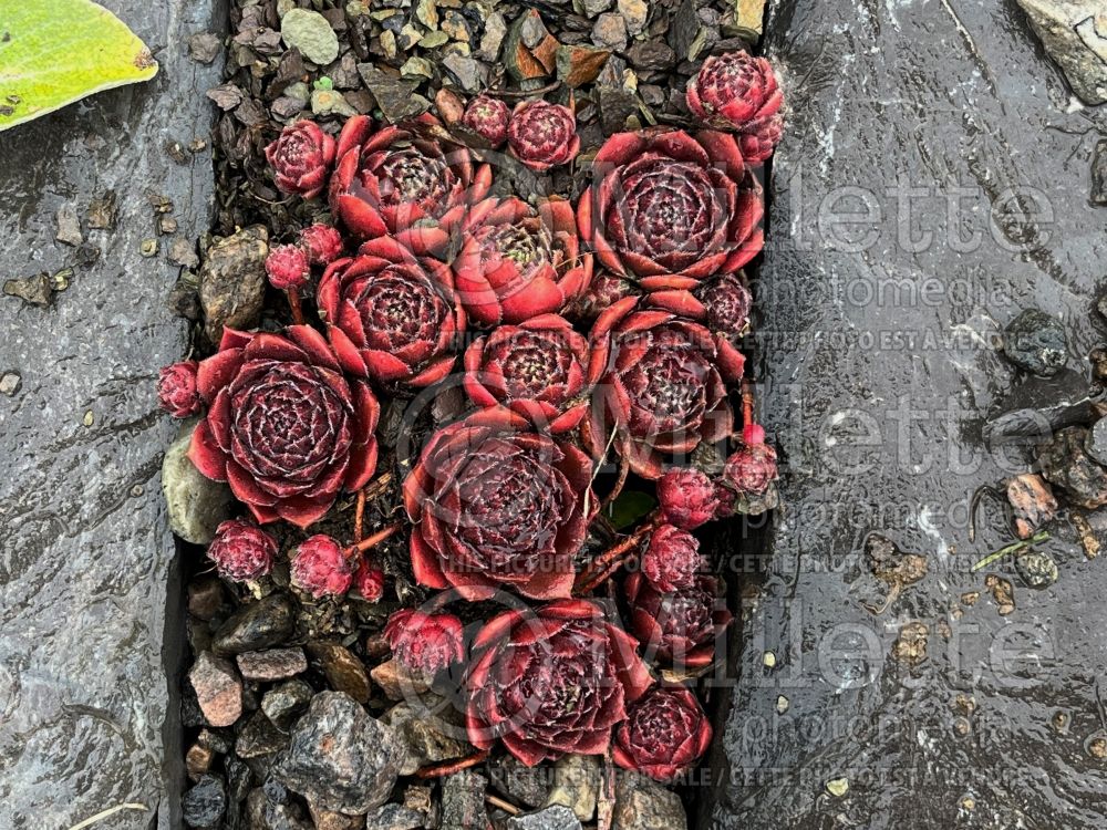 Sempervivum Dea (Houseleeks Hen and Chicks) 1 