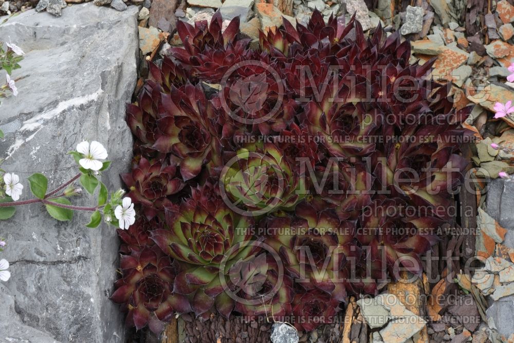 Sempervivum Dynamo (Houseleeks Hen and Chicks) 4 