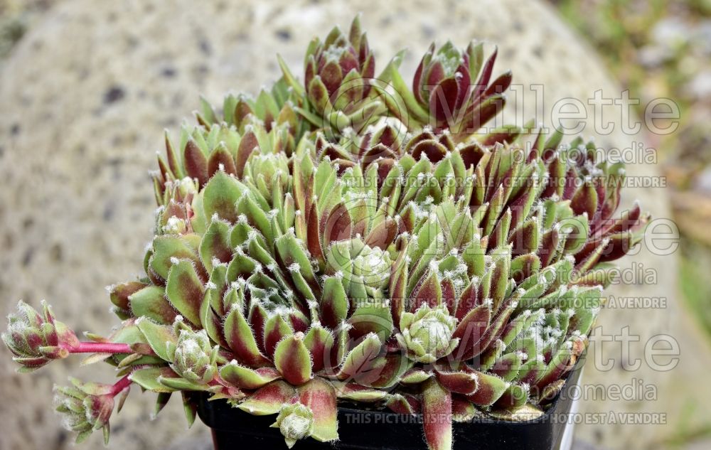 Sempervivum Hey Hey (Houseleeks Hen and Chicks) 1 