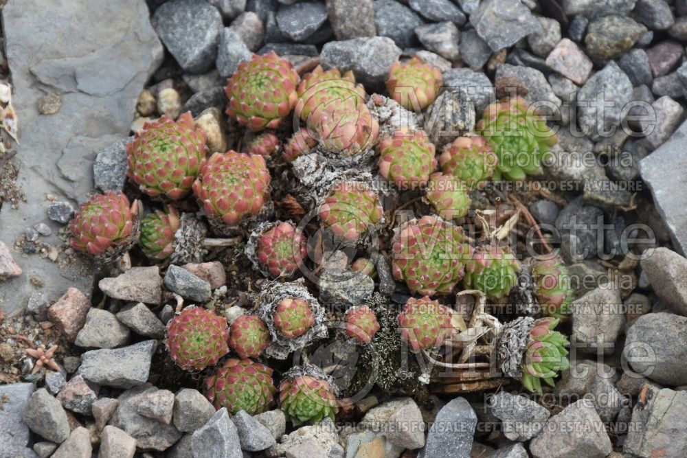 Sempervivum Pax (Houseleeks Hen and Chicks) 1 